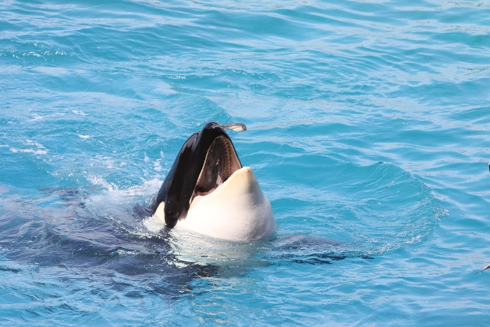 Marineland - Orgues - 024